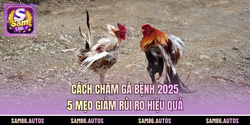 Cách Chăm Gà Bệnh 2025 - 5 Mẹo Giảm Rủi Ro Hiệu Quả