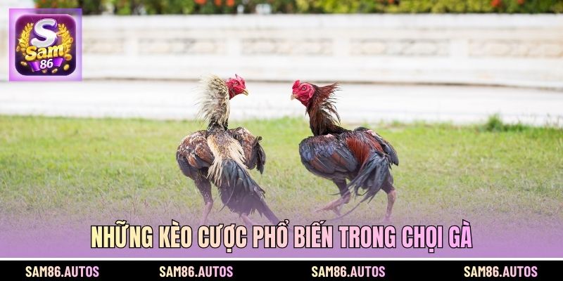 Những kèo cược phổ biến trong chọi gà